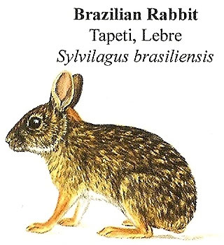 Braziliaans konijn