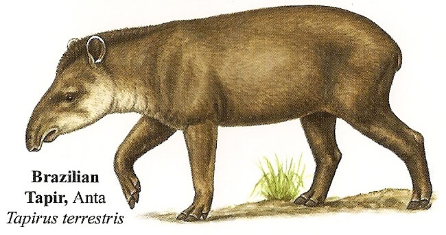 Braziliaanse tapir
