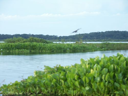 Zuid Pantanal