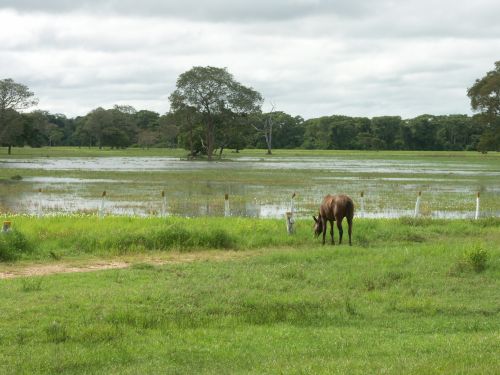 Noord Pantanal