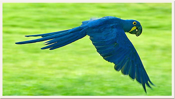 Hyacint Macaw