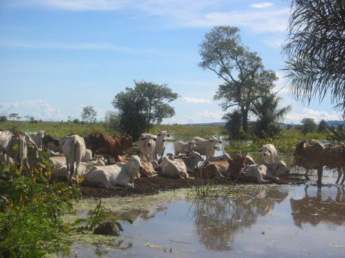 Koeien in de Pantanal