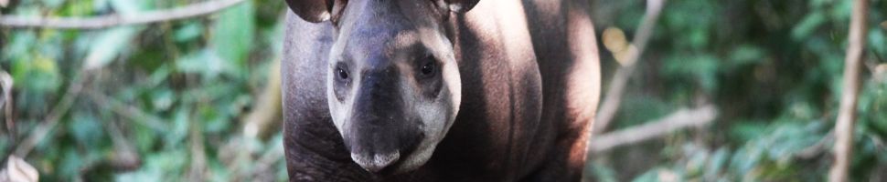 Tapir