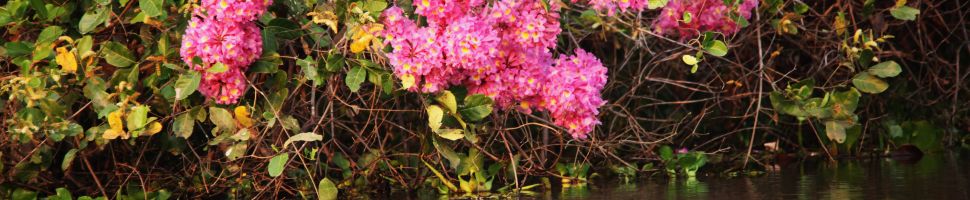 Fauna in de Pantanal