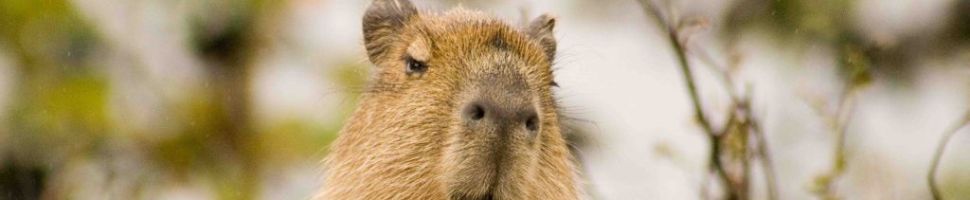 Capibara