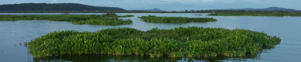 Pantanal