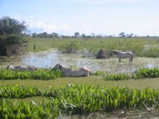 Pantanal