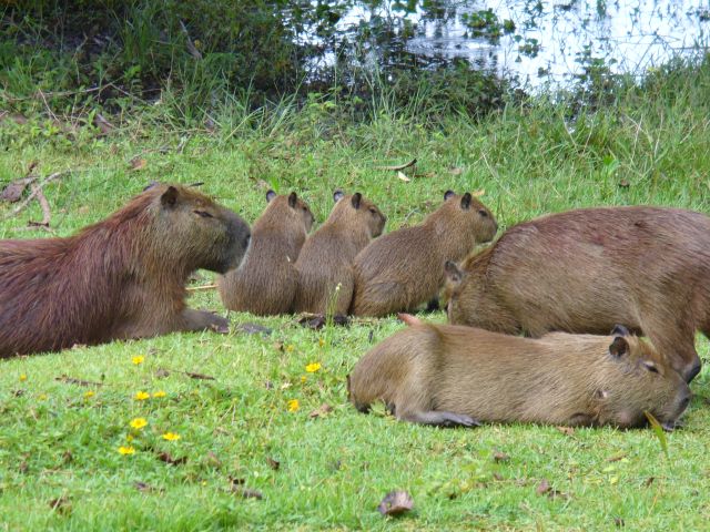 lodge South Wild Pantanal