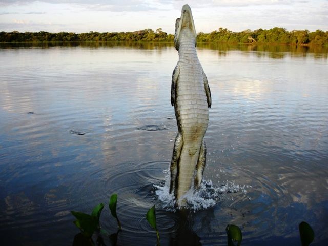 lodge Refúgio Ecológico Caiman