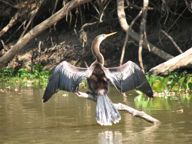 meerdaagse excursie Pantanal Indepth