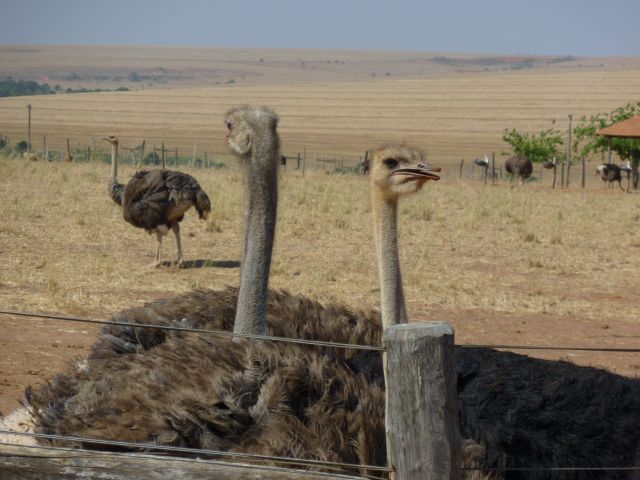 meerdaagse excursie Pantanal Indepth