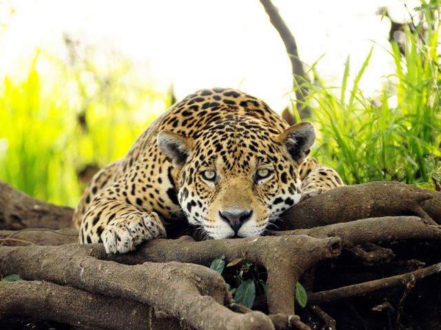 meerdaagse excursie In search of the Jaguar