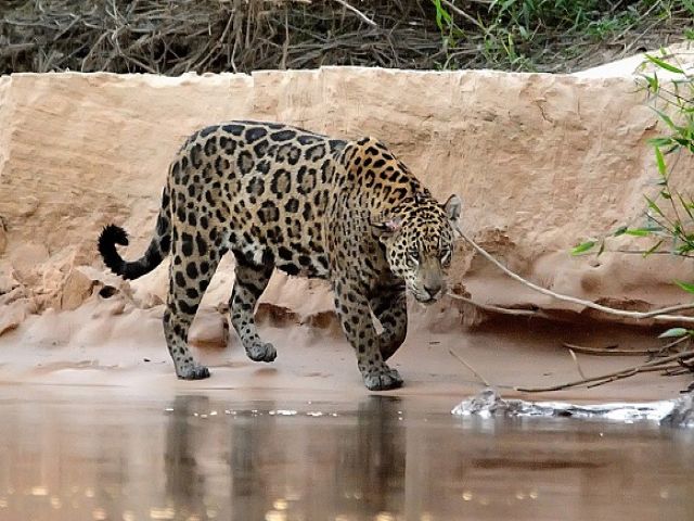meerdaagse excursie In search of the Jaguar