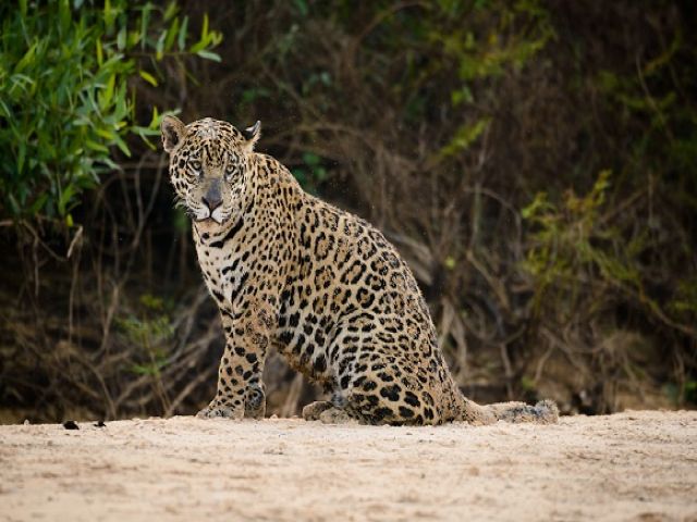 meerdaagse excursie In search of the Jaguar