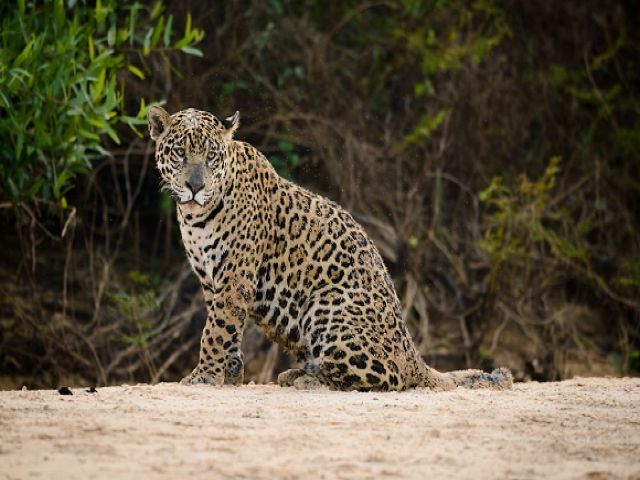 meerdaagse excursie In search of the Jaguar