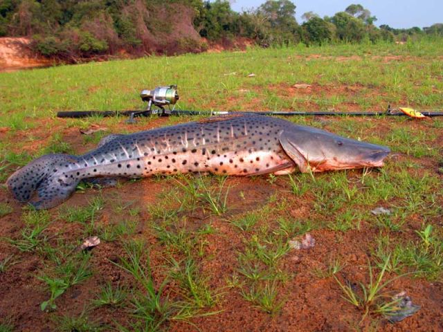meerdaagse excursie Pantanal sportvissen