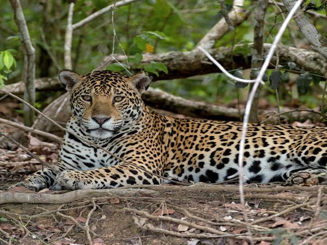 meerdaagse excursie Pantanal Overland
