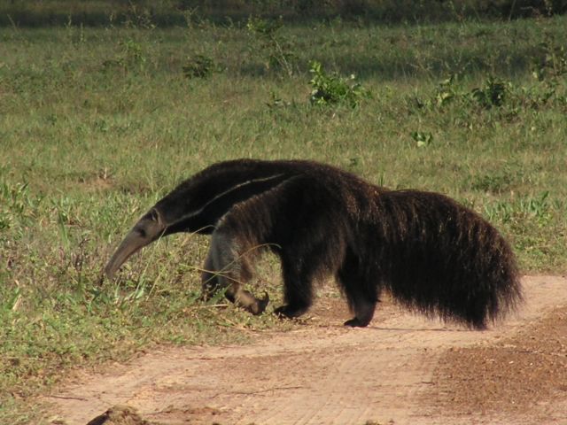 meerdaagse excursie Pantanal Jaguar Safari