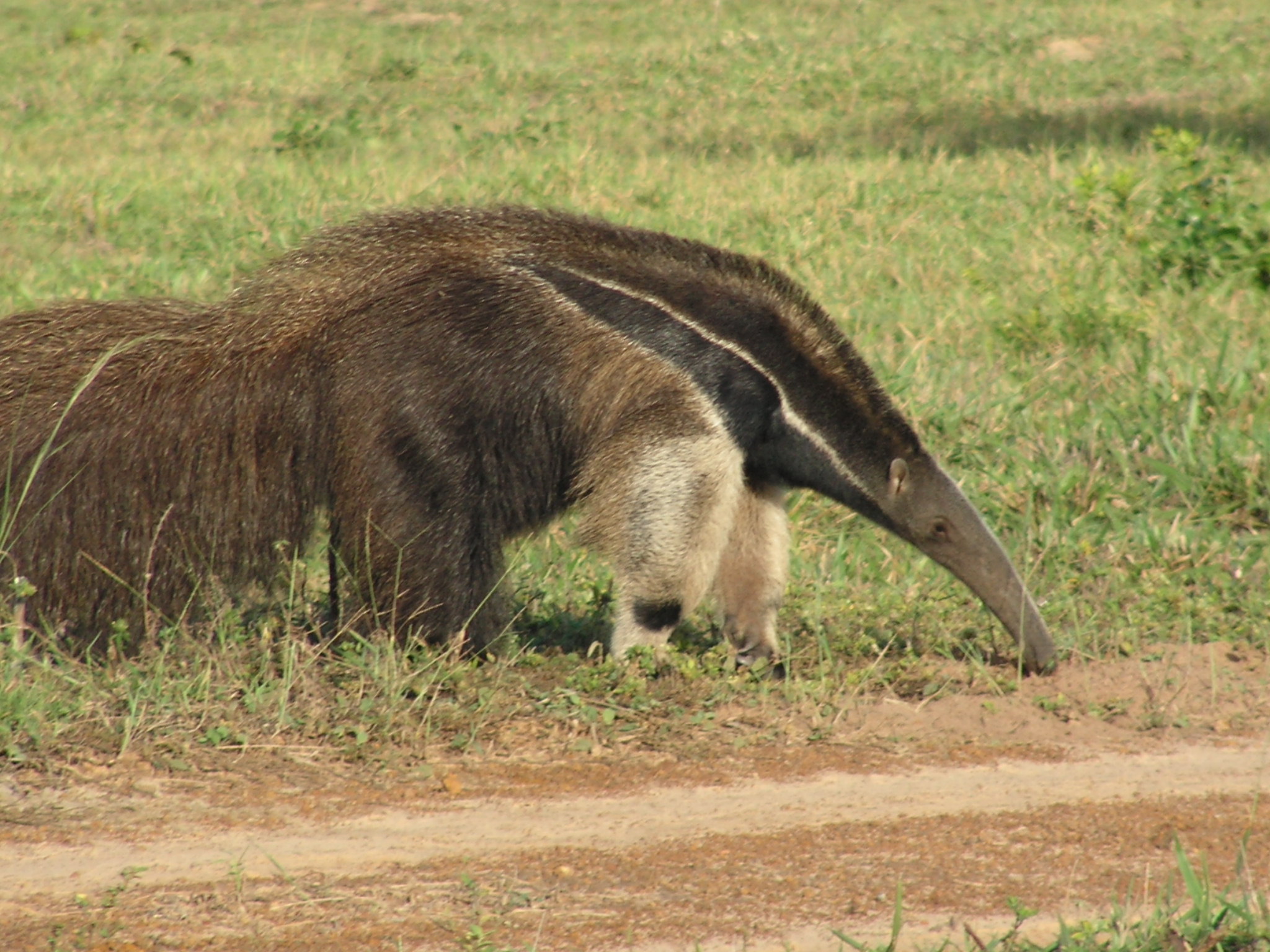 Transpantaneira overland Jaguar Safari