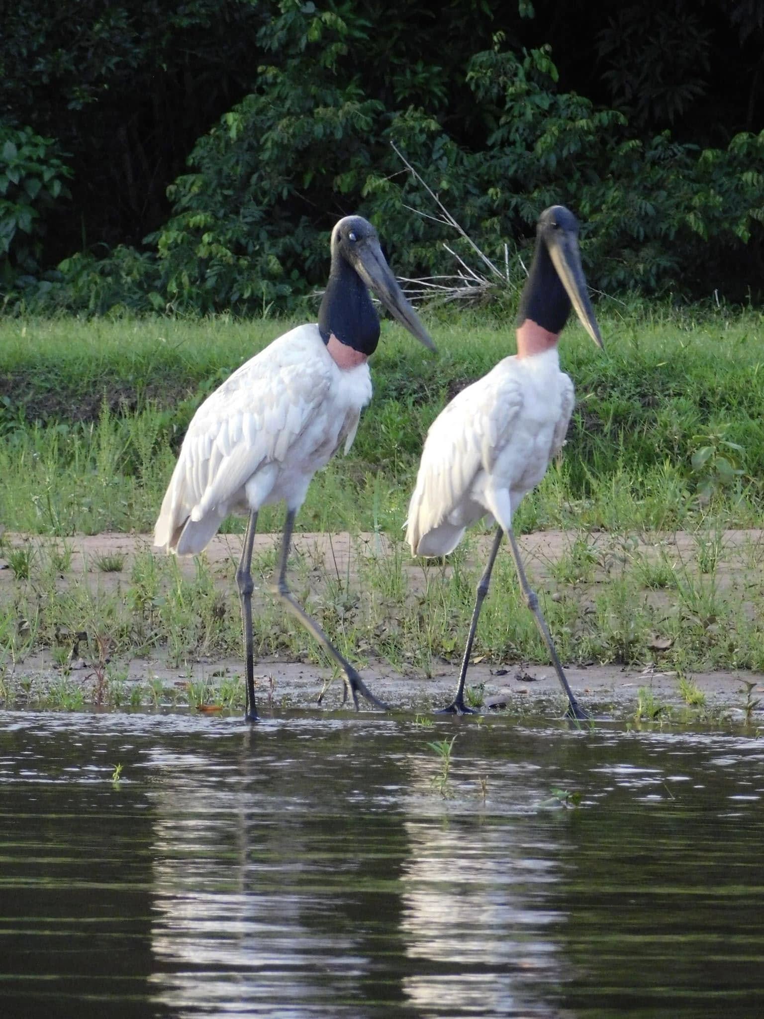 meerdaagse excursie Pantanal overland Jaguar Safari