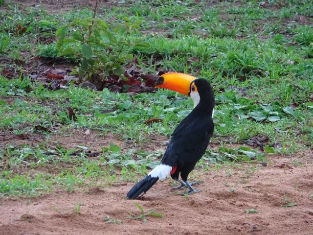 meerdaagse excursie Selfdrive Pantanal en Bonito