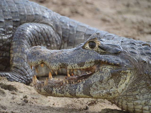 meerdaagse excursie Selfdrive Pantanal en Bonito