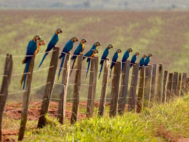 meerdaagse excursie Selfdrive Pantanal en Bonito
